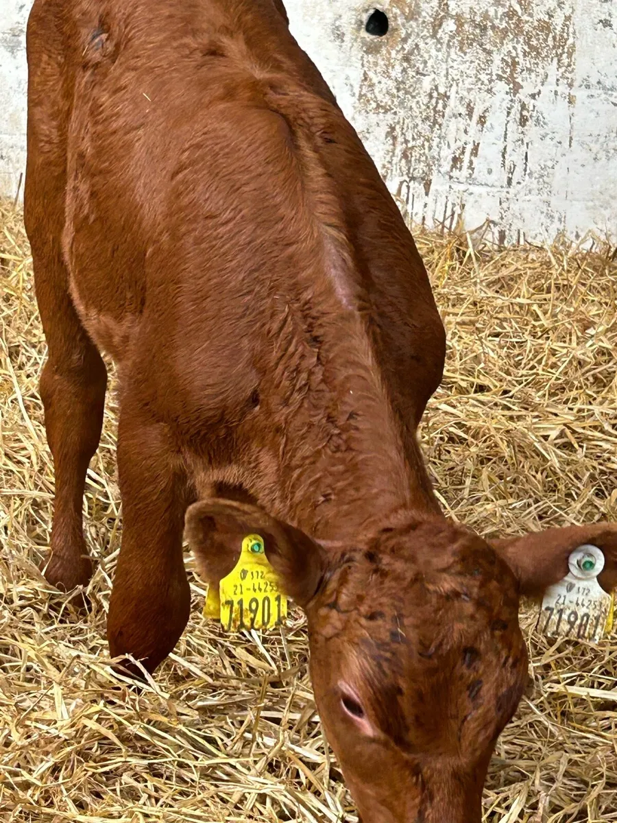 SUCKLER BRED HEIFER CALVES - Image 2