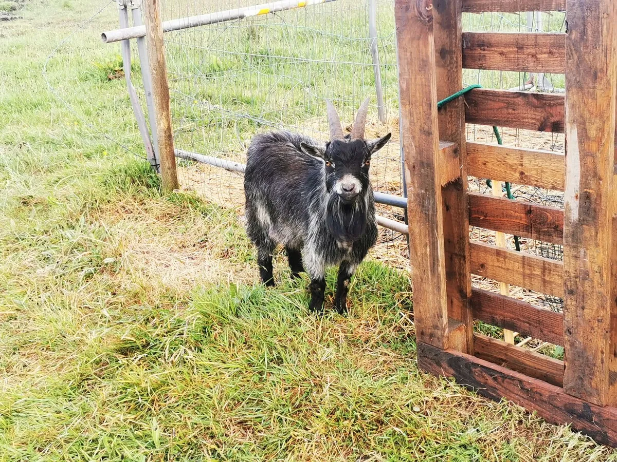 Goats - Image 1