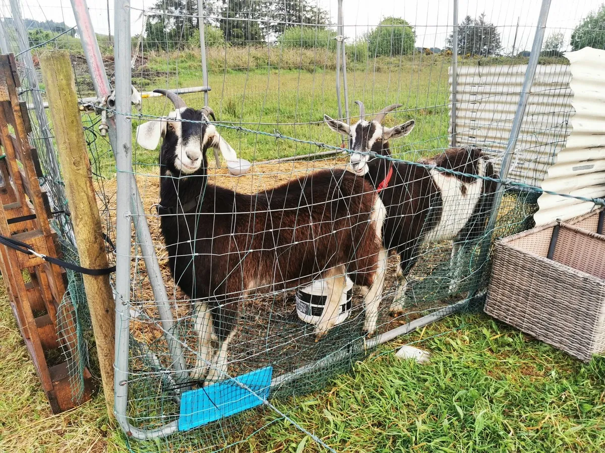 Goats - Image 2