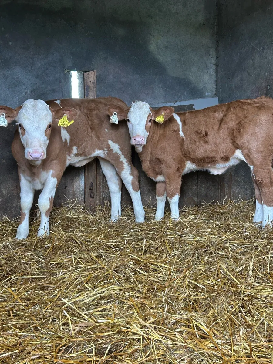 Serious Simmental Heifers - Image 1