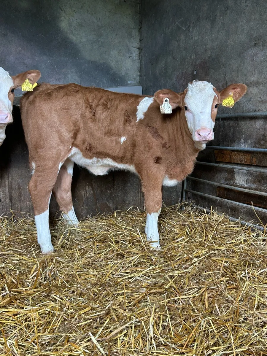 Serious Simmental Heifers - Image 2