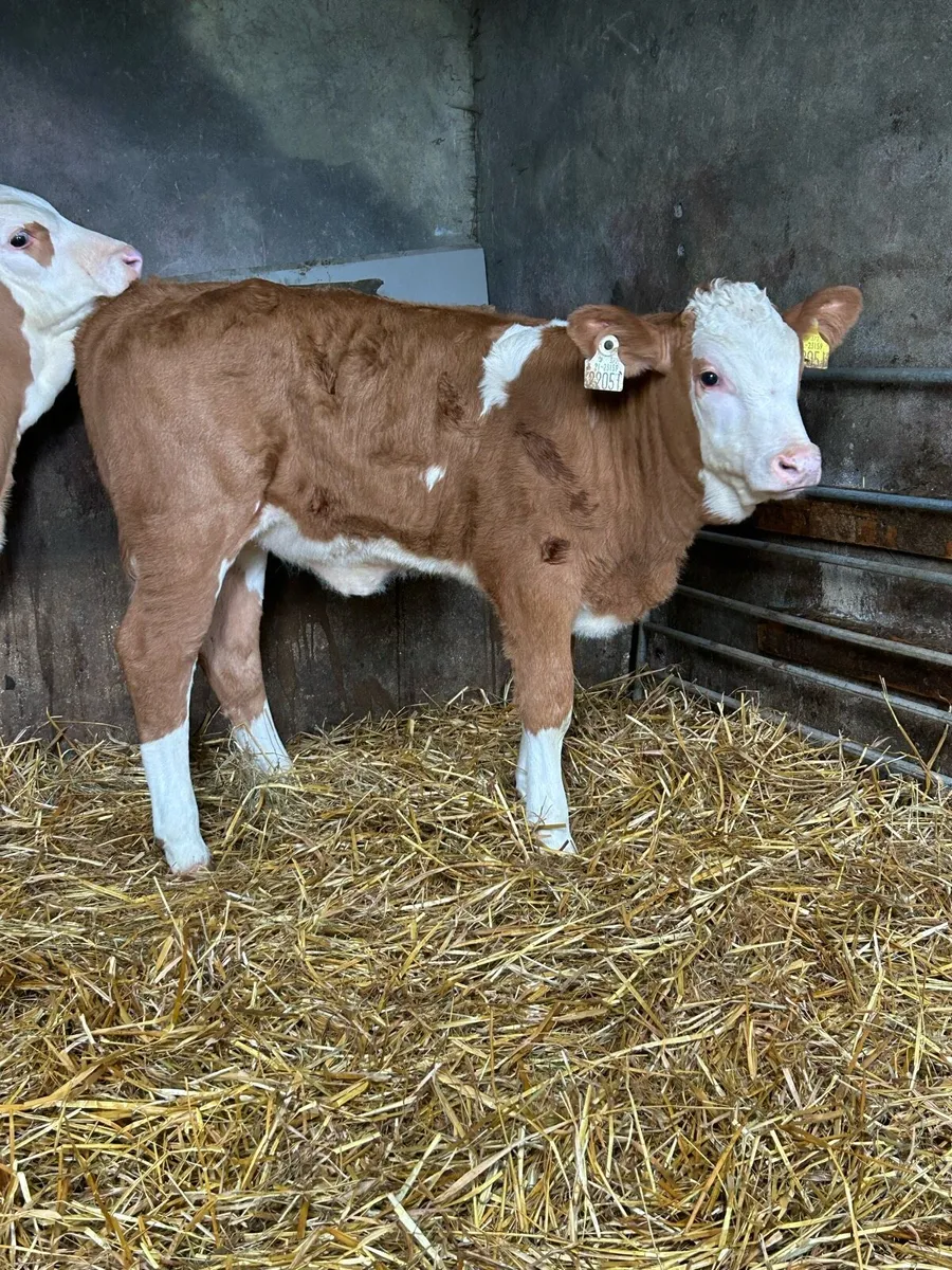 Serious Simmental Heifers - Image 3