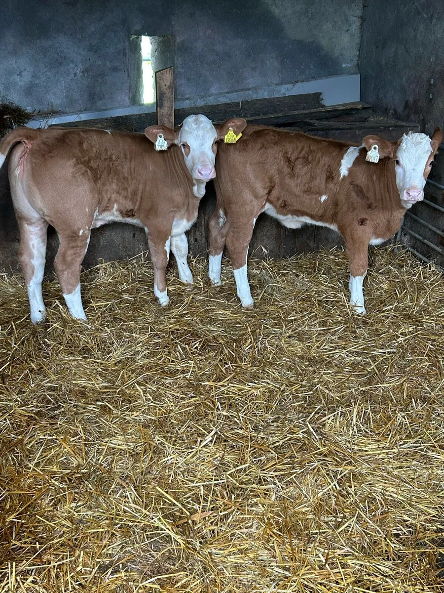 Serious Simmental Heifers - Image 4