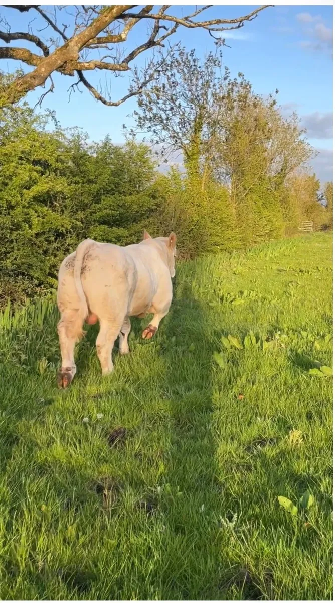 Charolais Bulls - Image 3