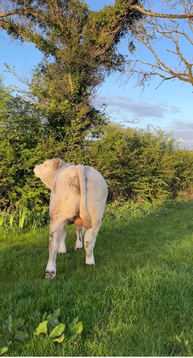 Charolais Bulls - Image 4