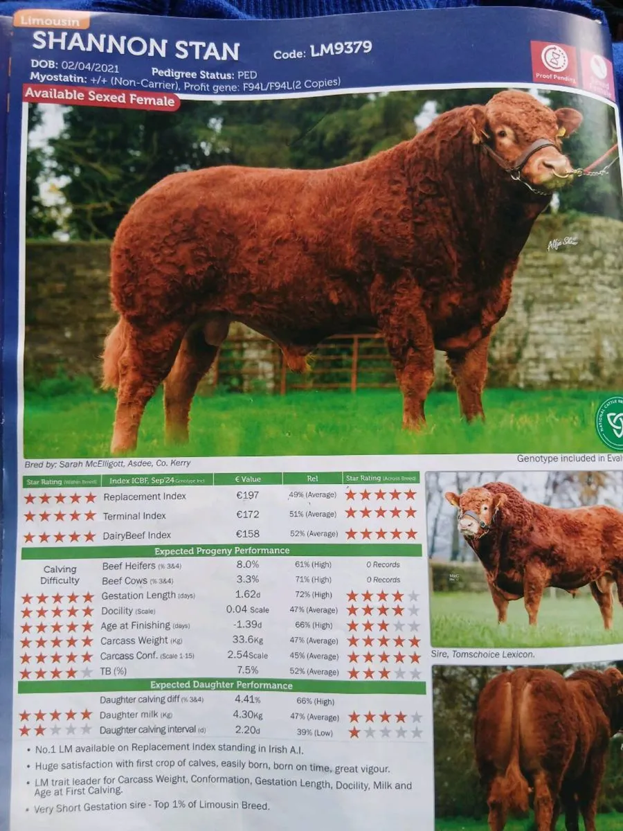 Blue heifer and heifer calf - Image 2