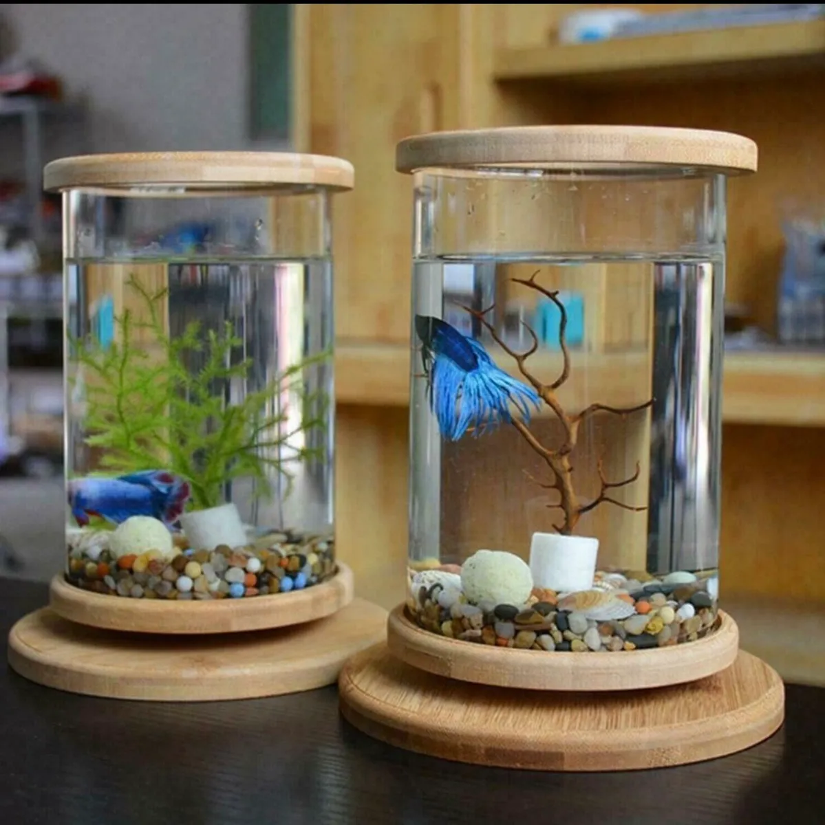 Cylindrical Aquarium - Image 1
