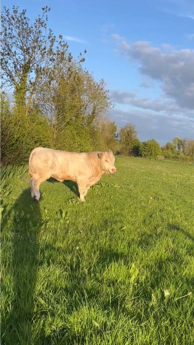 Charolais Bulls - Image 1
