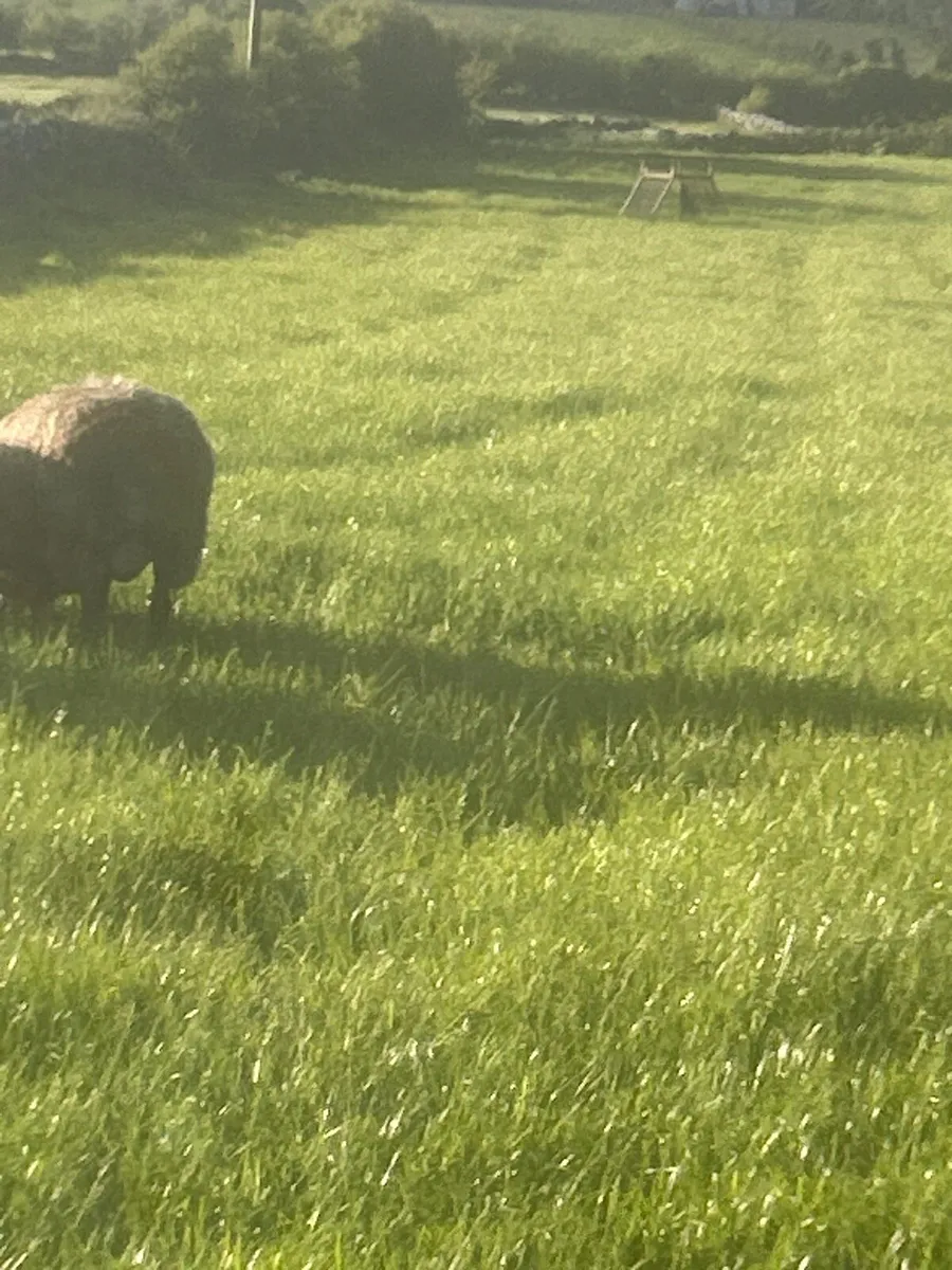 Ram - Image 3