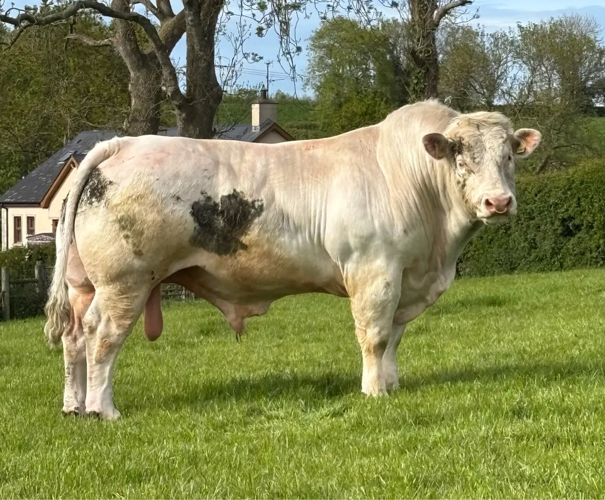 CHAROLAIS BULL - Image 1