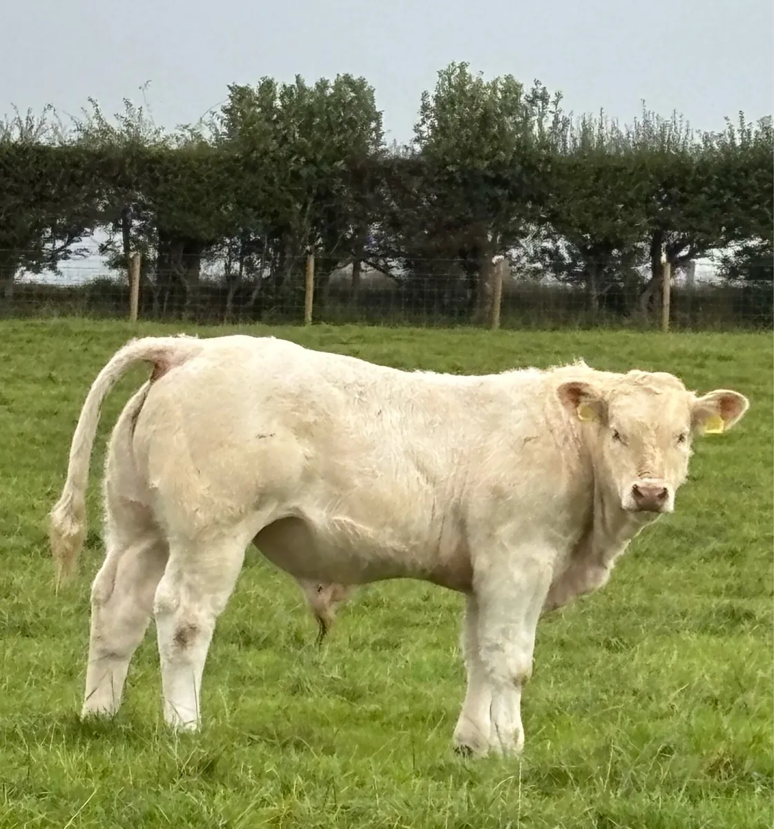 CHAROLAIS BULL - Image 3