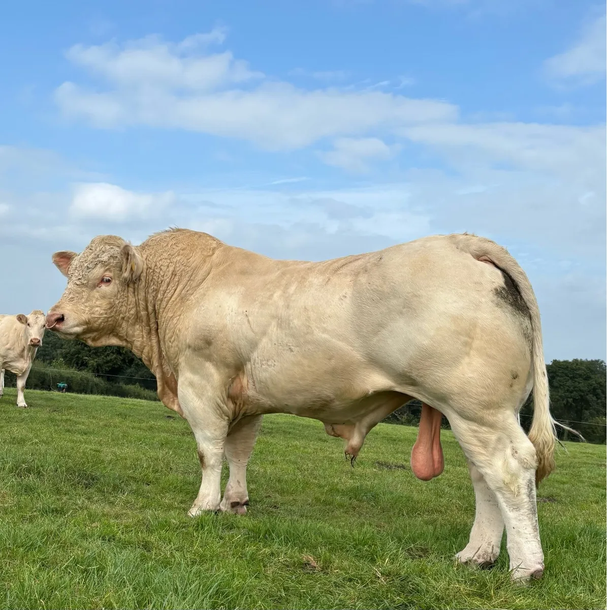 CHAROLAIS BULL - Image 2