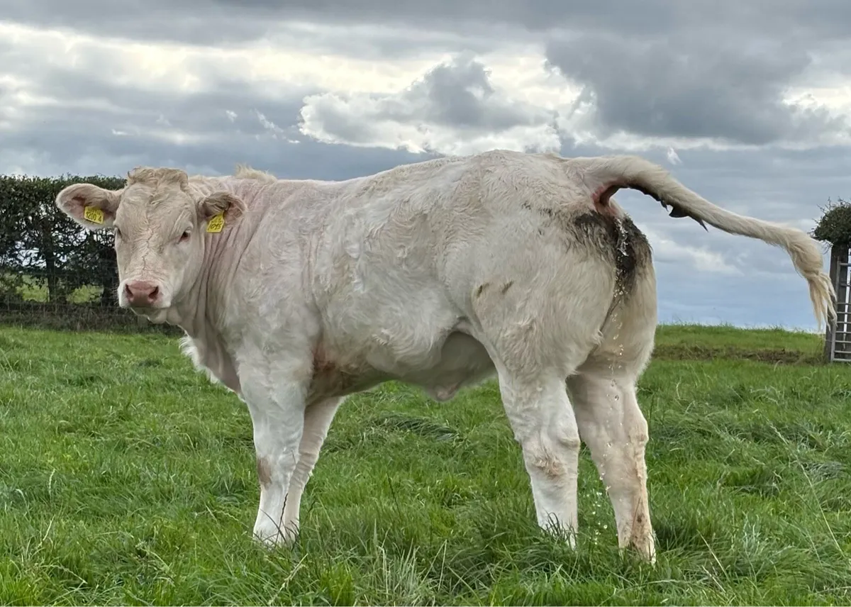 CHAROLAIS BULL - Image 4