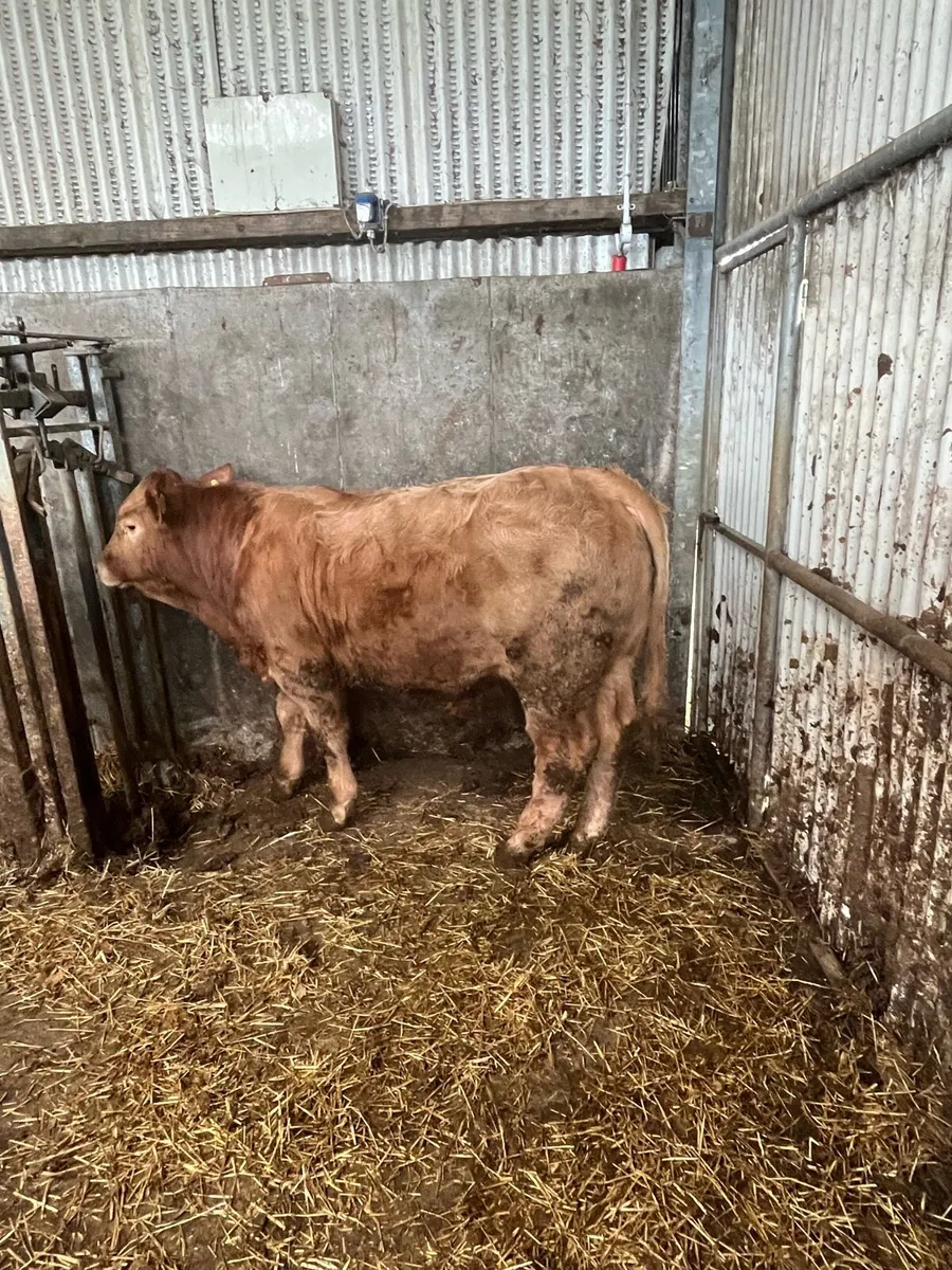 Bull weanlings - Image 1