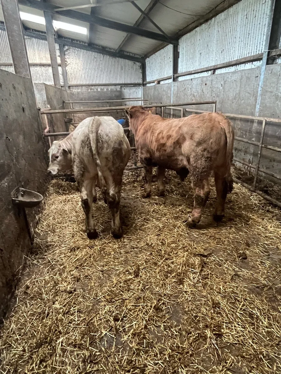 Bull weanlings - Image 2