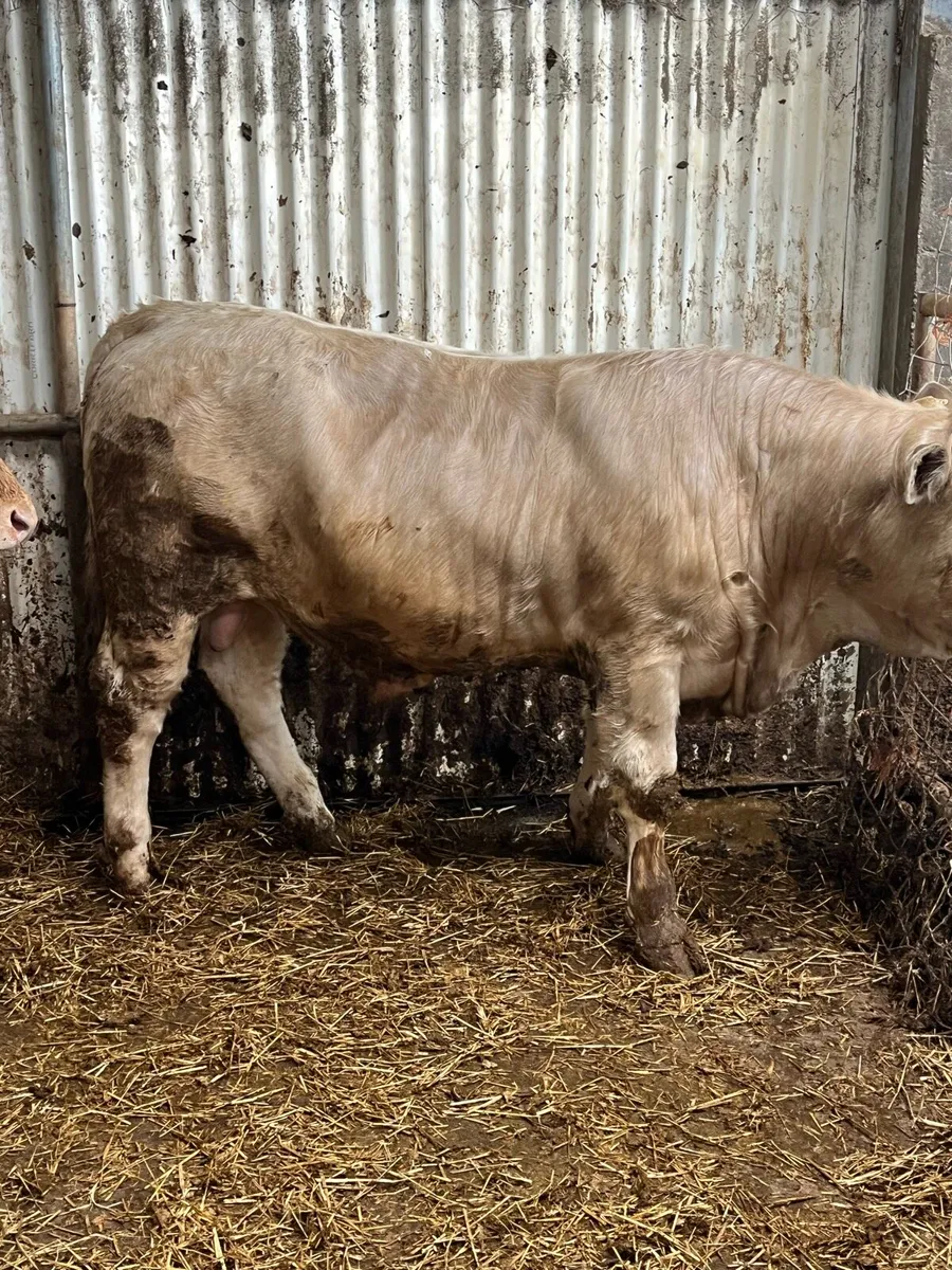 Bull weanlings - Image 3