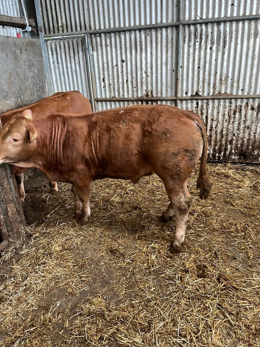 Bull weanlings - Image 4