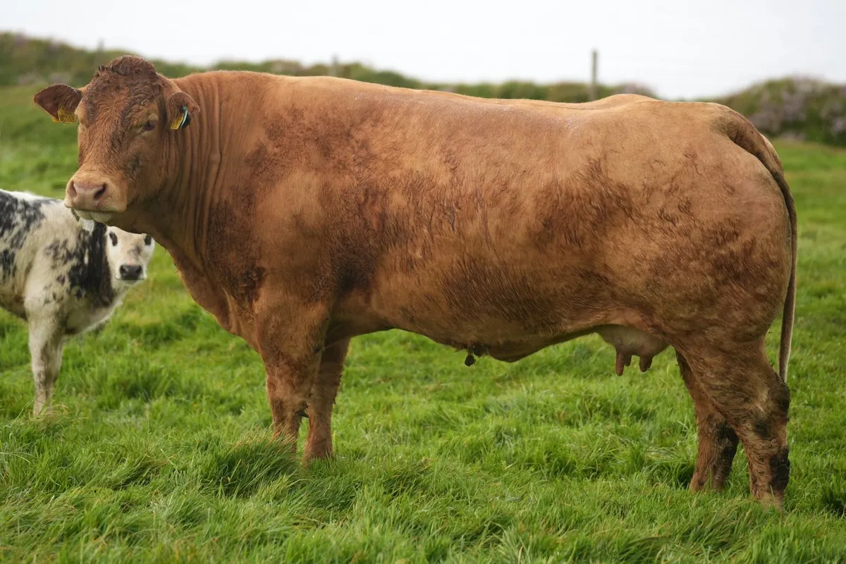 3 Super Limousin Cows & Blue Heifer Calves - Image 3