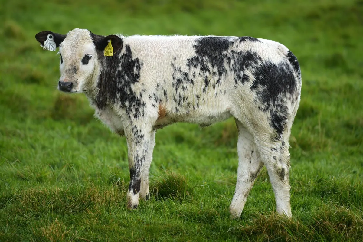 3 Super Limousin Cows & Blue Heifer Calves - Image 2