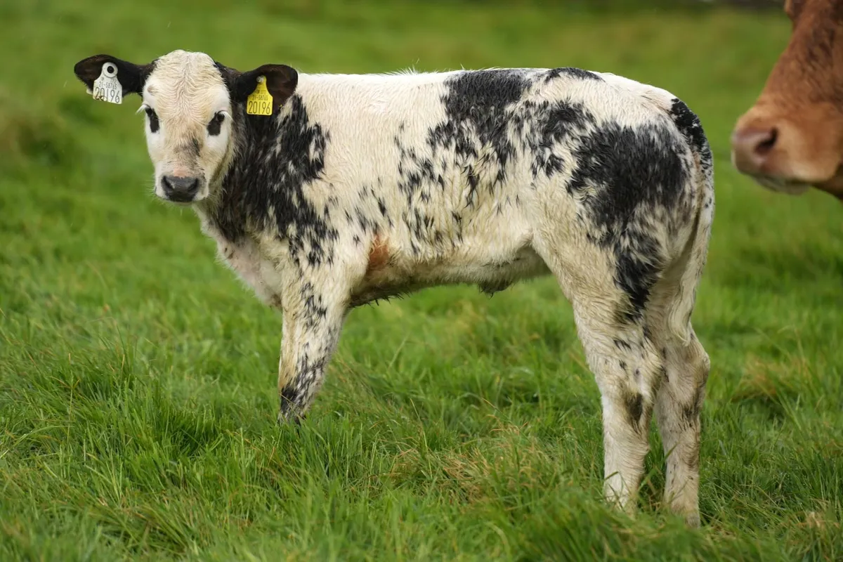 3 Super Limousin Cows & Blue Heifer Calves - Image 4