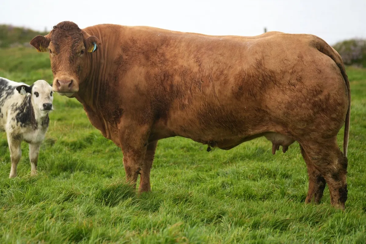 3 Super Limousin Cows & Blue Heifer Calves - Image 1
