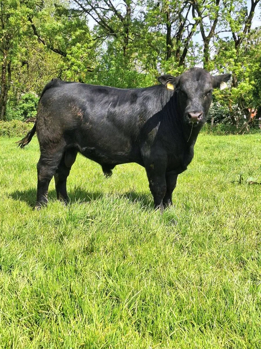 Pedigree Angus bulls - Image 1