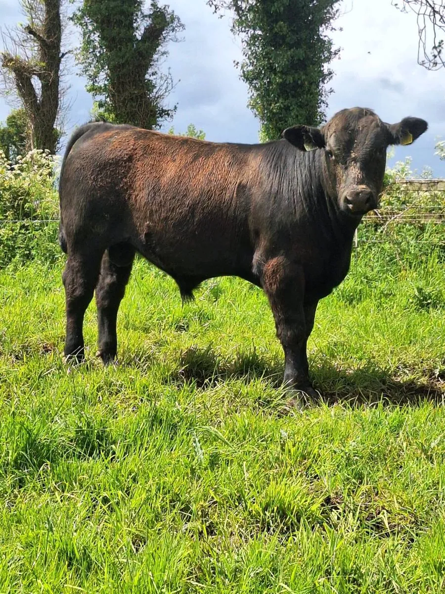 Pedigree Angus bulls - Image 3