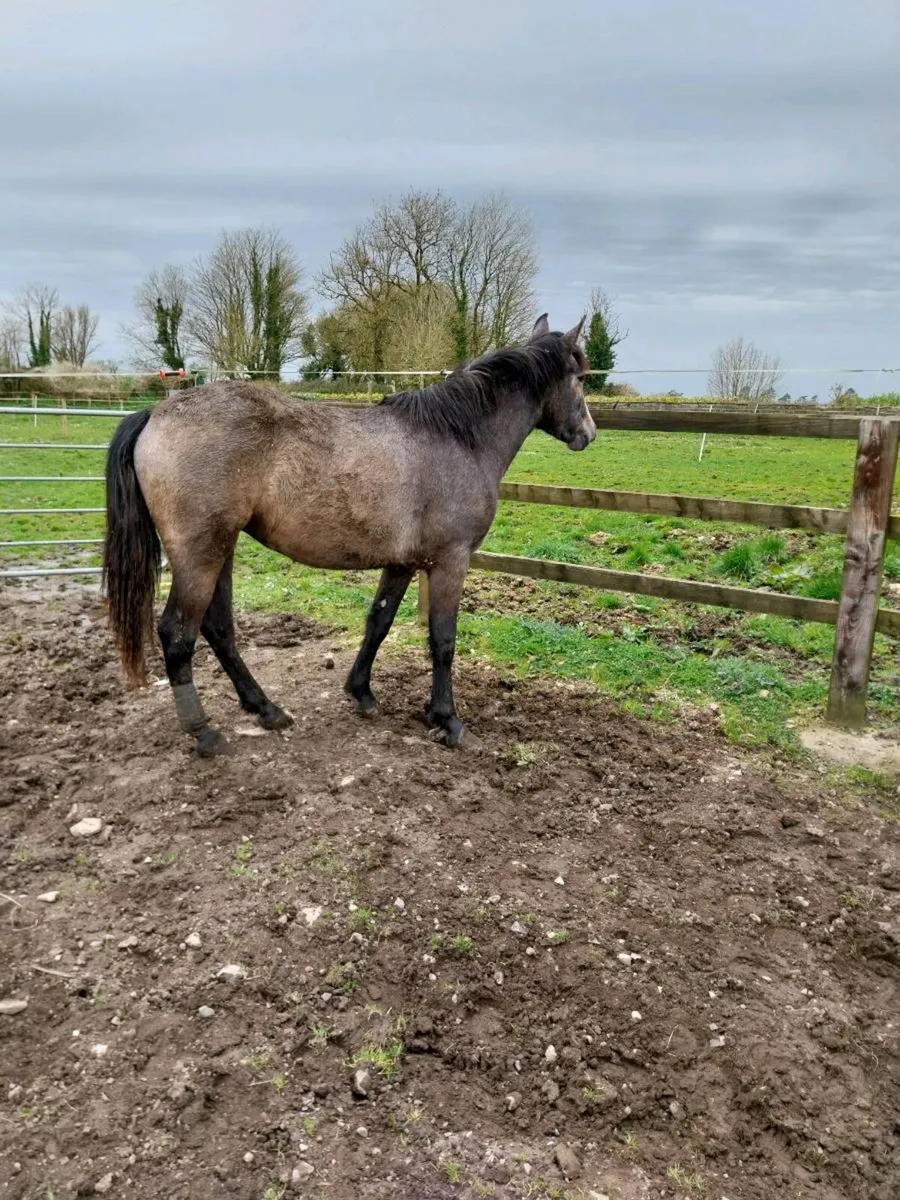 Connemara  filly - Image 1