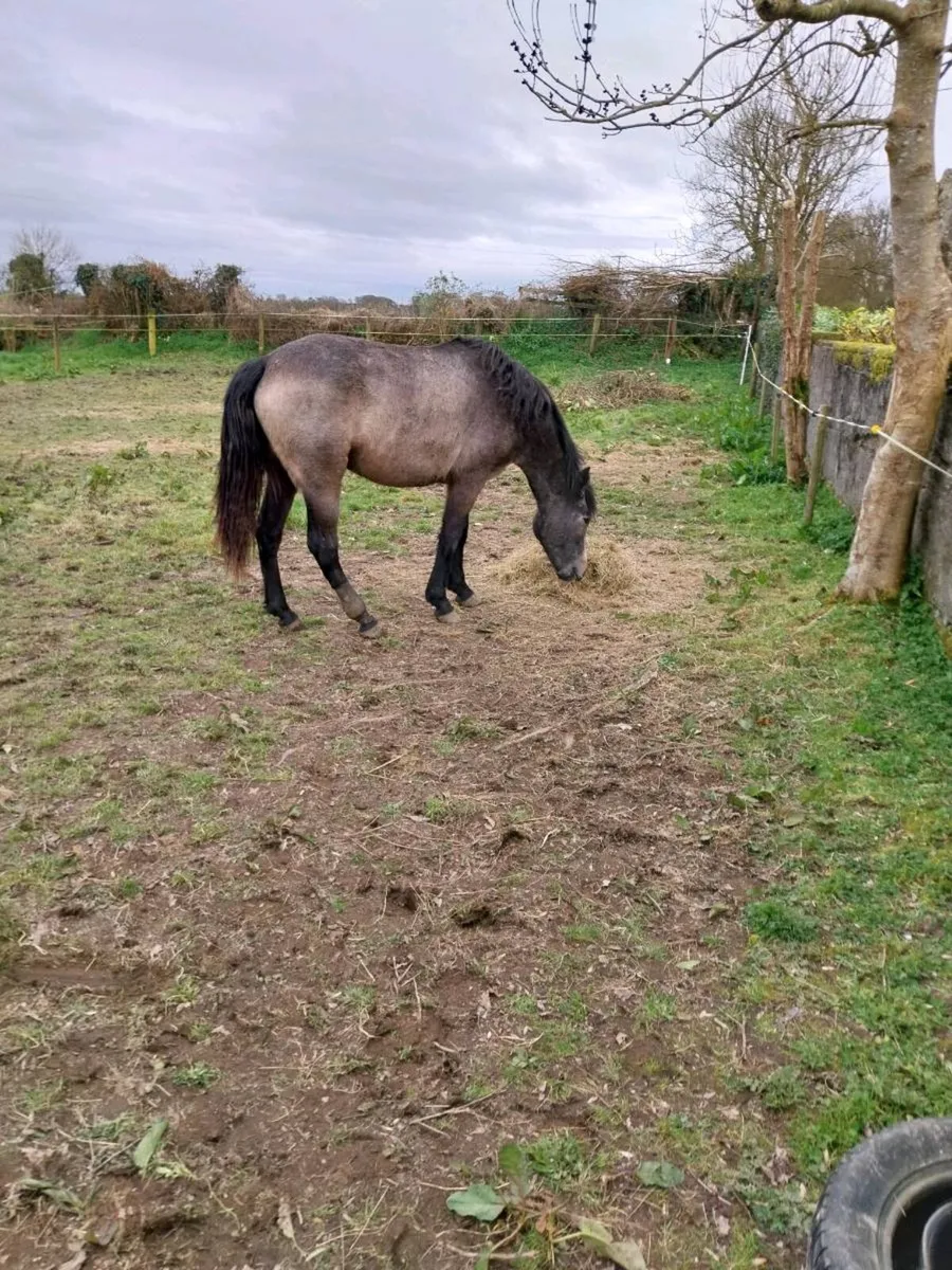 Connemara  filly - Image 2