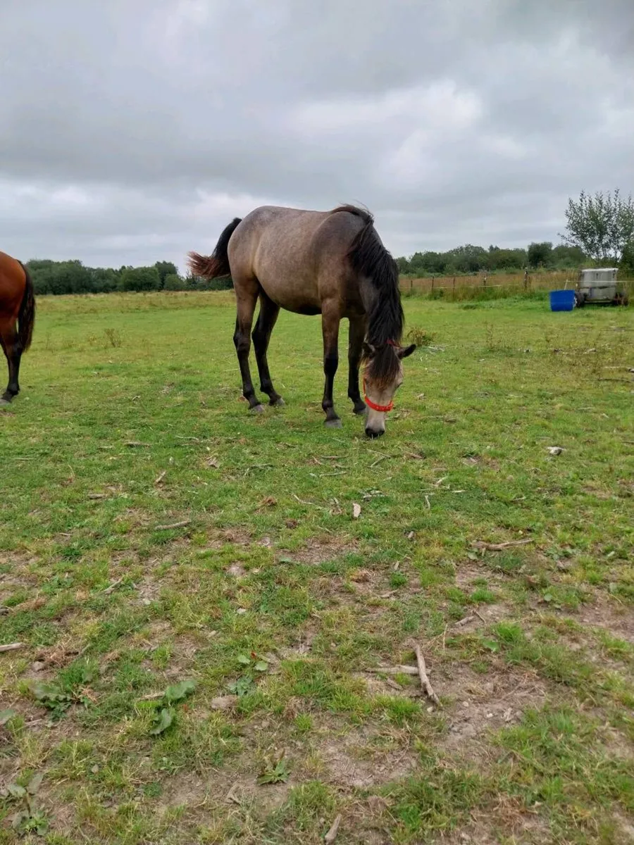 Connemara  filly - Image 3
