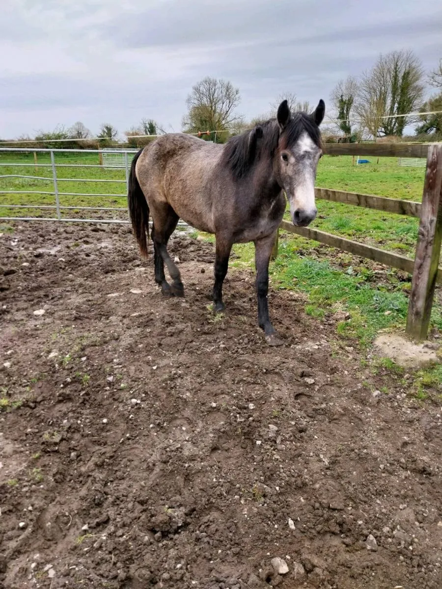 Connemara  filly - Image 4