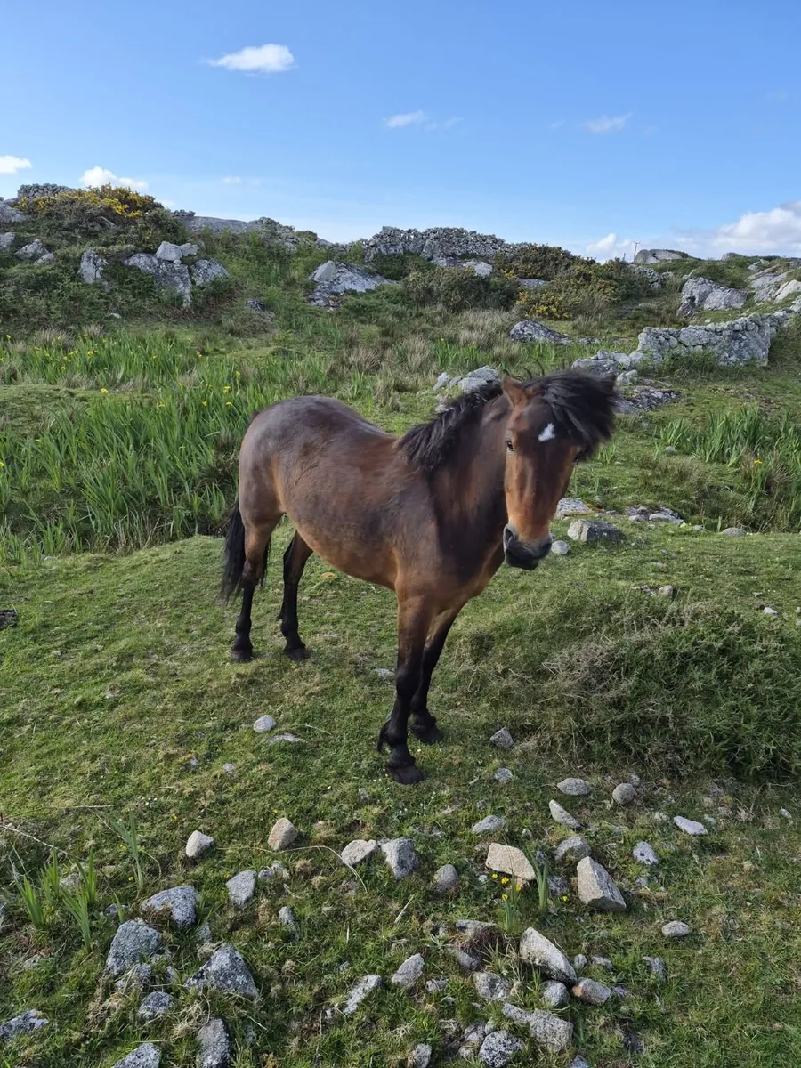 Connemara pony - Image 2