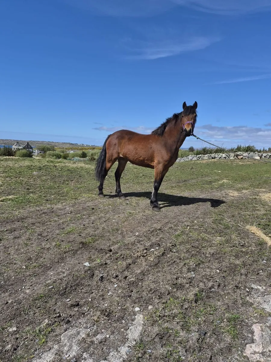Connemara pony - Image 1