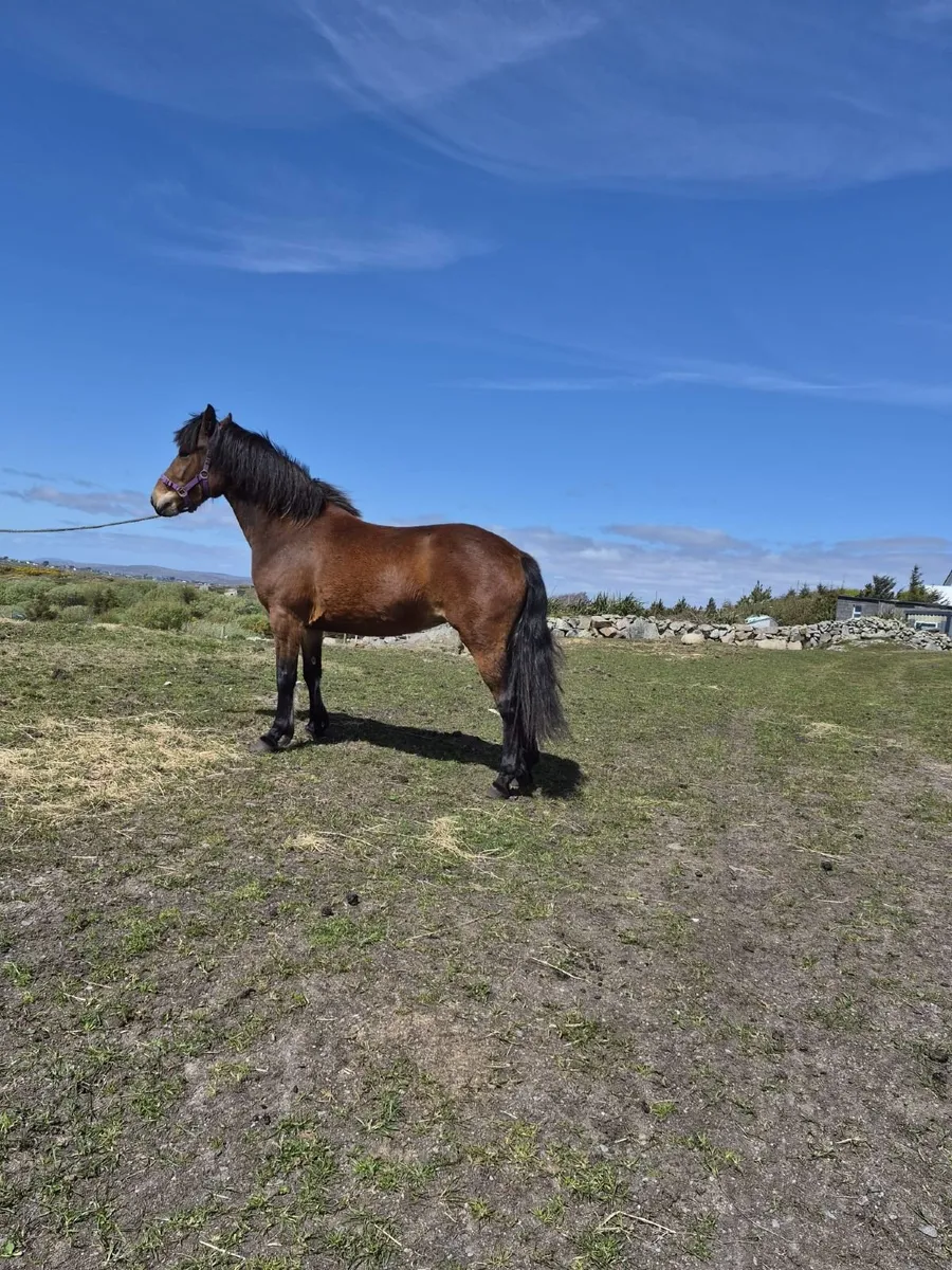 Connemara pony - Image 4
