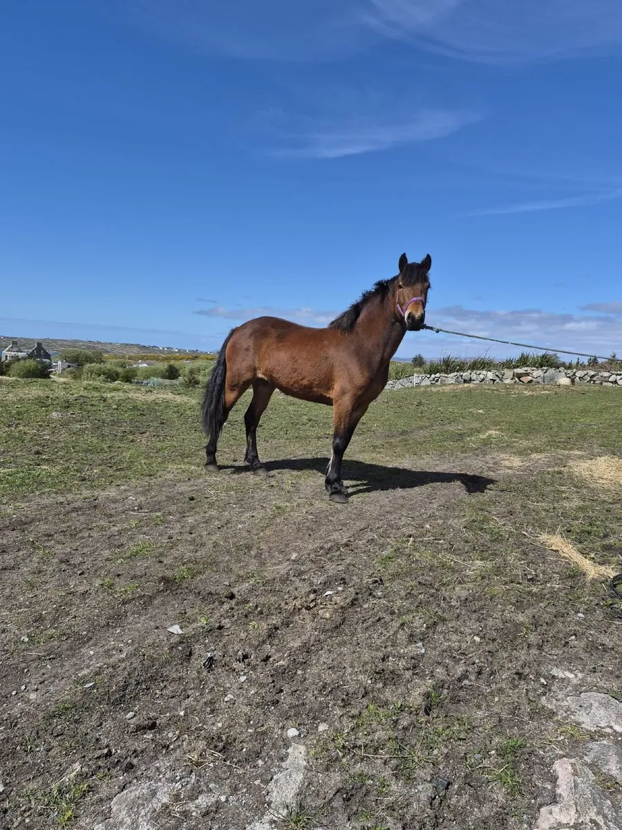 Connemara pony - Image 3