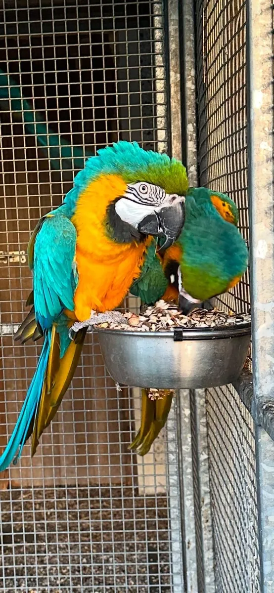Blue & Gold Macaws