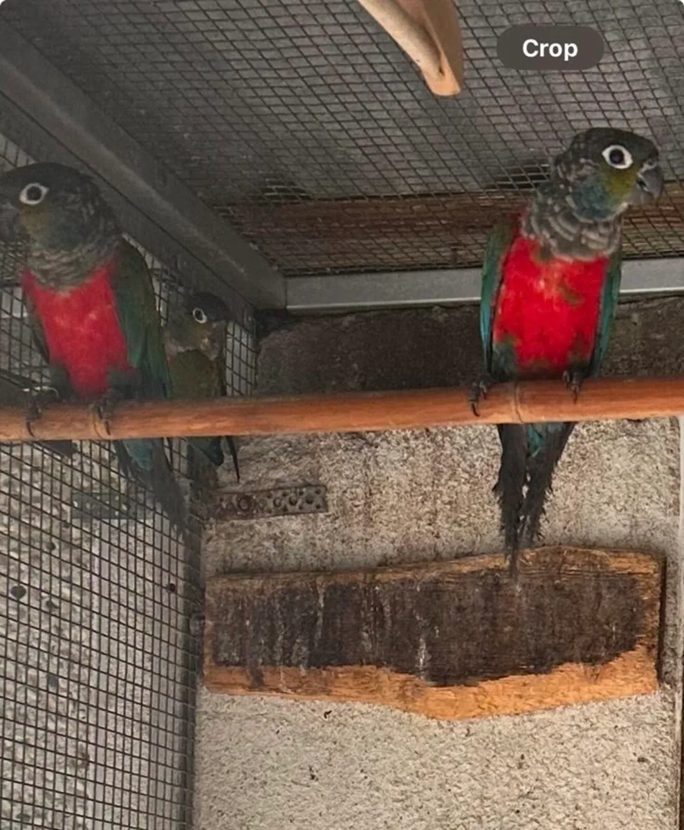 Crimson Belled Conure’s