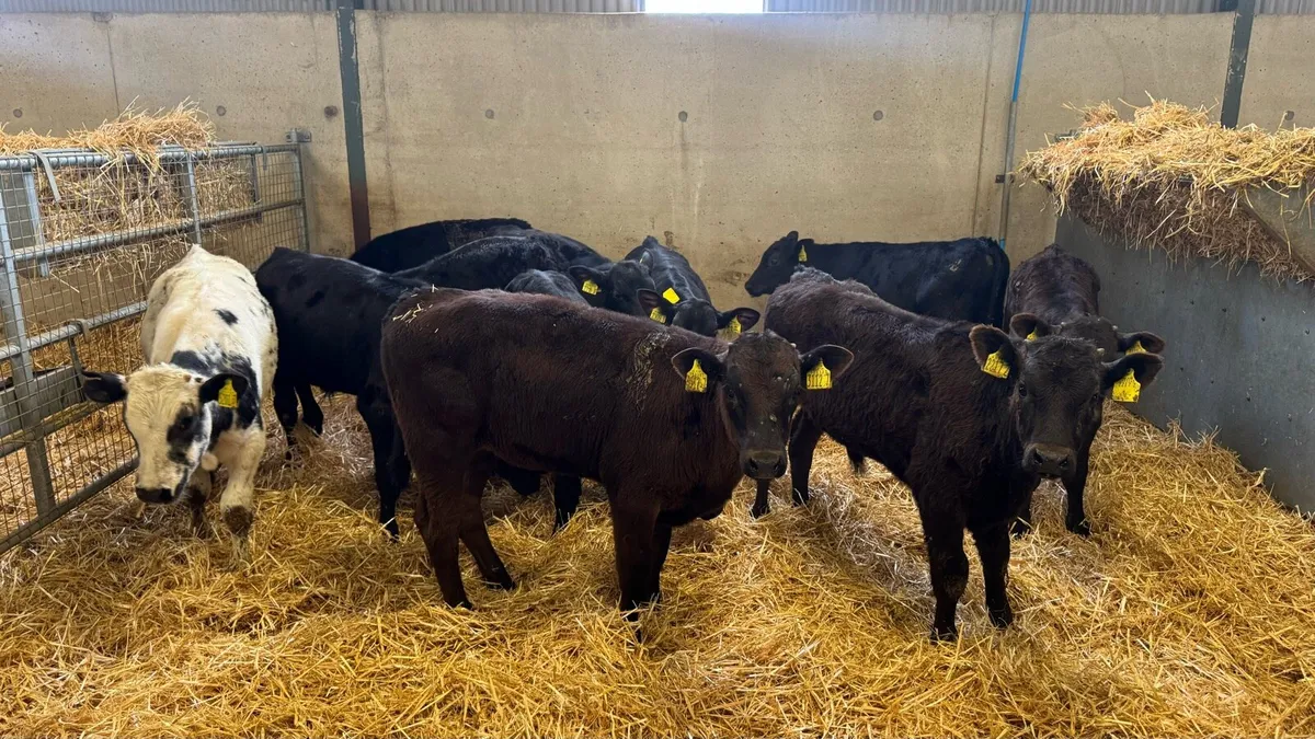 Reared Bulls - Image 1
