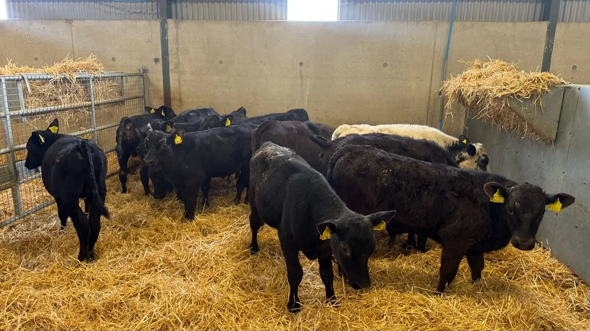 Reared Bulls - Image 3