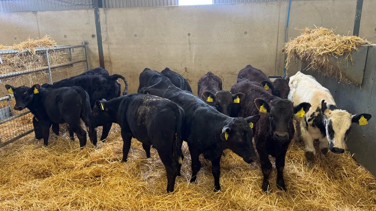 Reared Bulls - Image 2