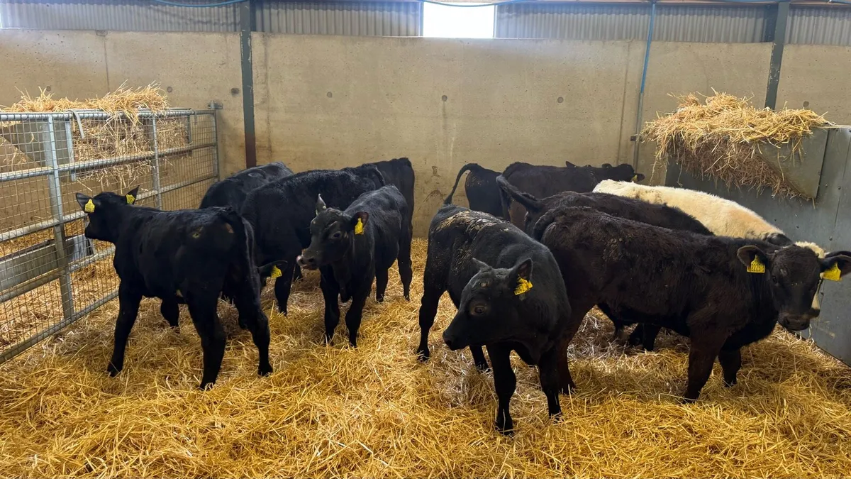 Reared Bulls - Image 4