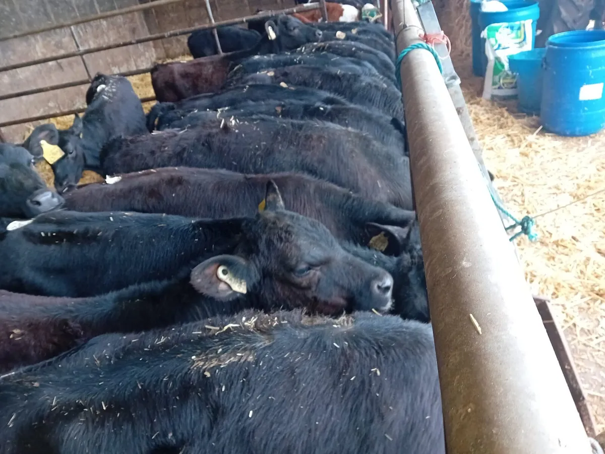 CALVES ALL BREEDS ,HEIFERS, BULLS, ALL AGES. - Image 1
