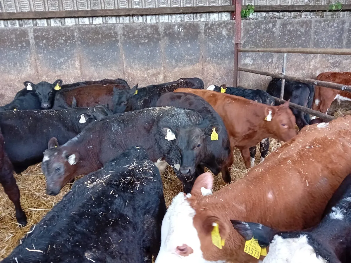CALVES ALL BREEDS ,HEIFERS, BULLS, ALL AGES. - Image 2