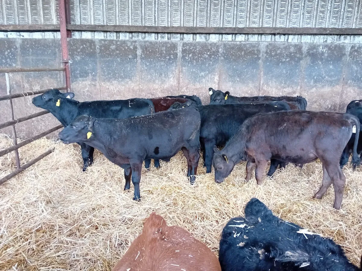 CALVES ALL BREEDS ,HEIFERS, BULLS, ALL AGES. - Image 3