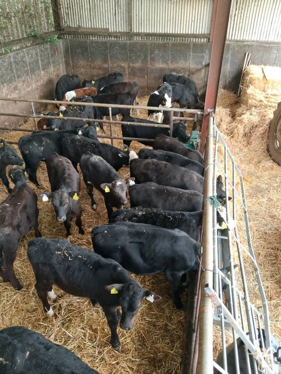 CALVES ALL BREEDS ,HEIFERS, BULLS, ALL AGES. - Image 4