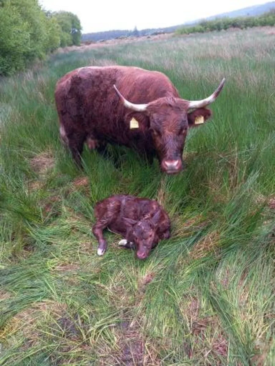 cattle - Image 2