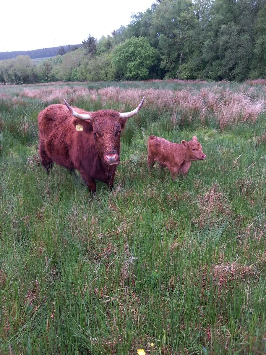 cattle - Image 4