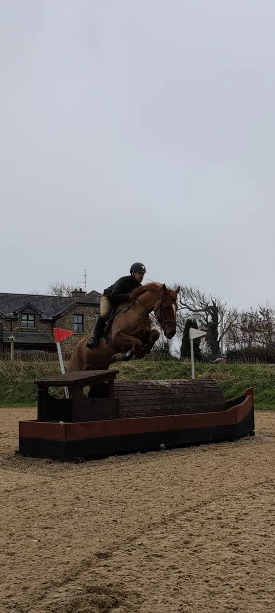 Gorgeous Sir Jim Jim traditional Irish mare - Image 2