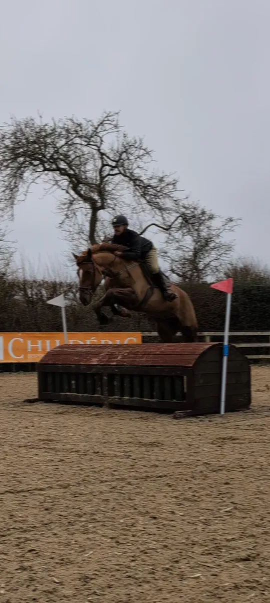 Gorgeous Sir Jim Jim traditional Irish mare - Image 3