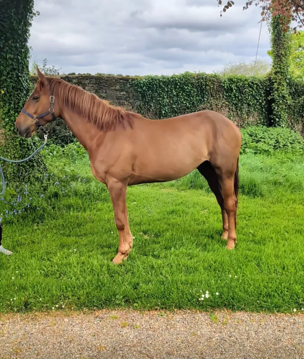 Gorgeous Sir Jim Jim traditional Irish mare - Image 1
